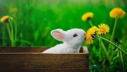 FURIA 与 100 Thieves 在 Kickoff 第二日获胜